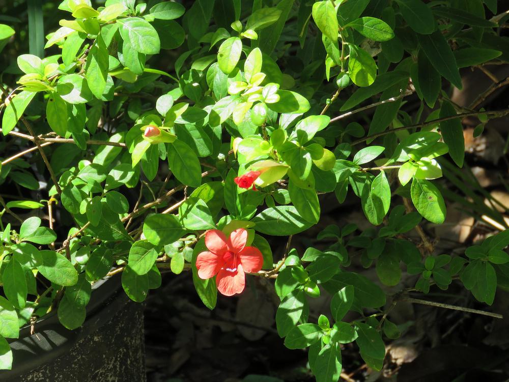 Photo of Coral-Creeper (Barleria repens) uploaded by plantladylin