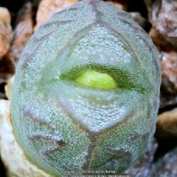 Location: Sacramento CA.
Date: 2023-10-15
A flower bud emerging out of this Conophytum marnierianum  from D