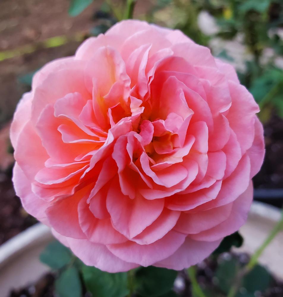 Photo of Rose (Rosa 'Louise Clements') uploaded by emory676