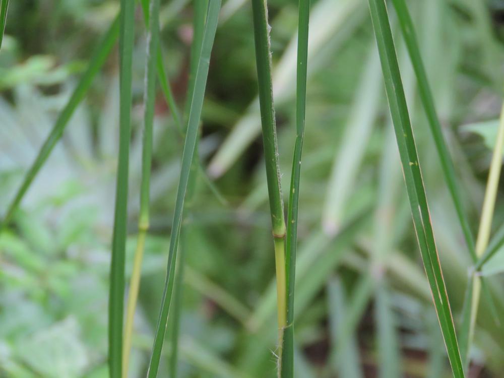 Photo of Bluestem Grasses (Andropogon) uploaded by plantladylin