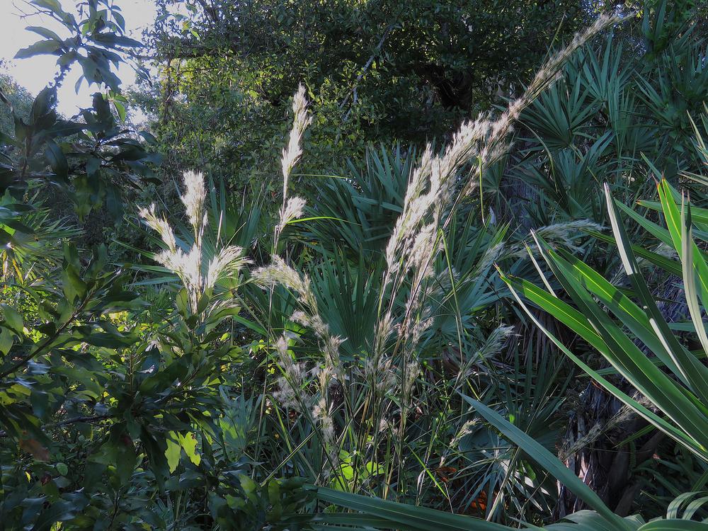 Photo of Bluestem Grasses (Andropogon) uploaded by plantladylin