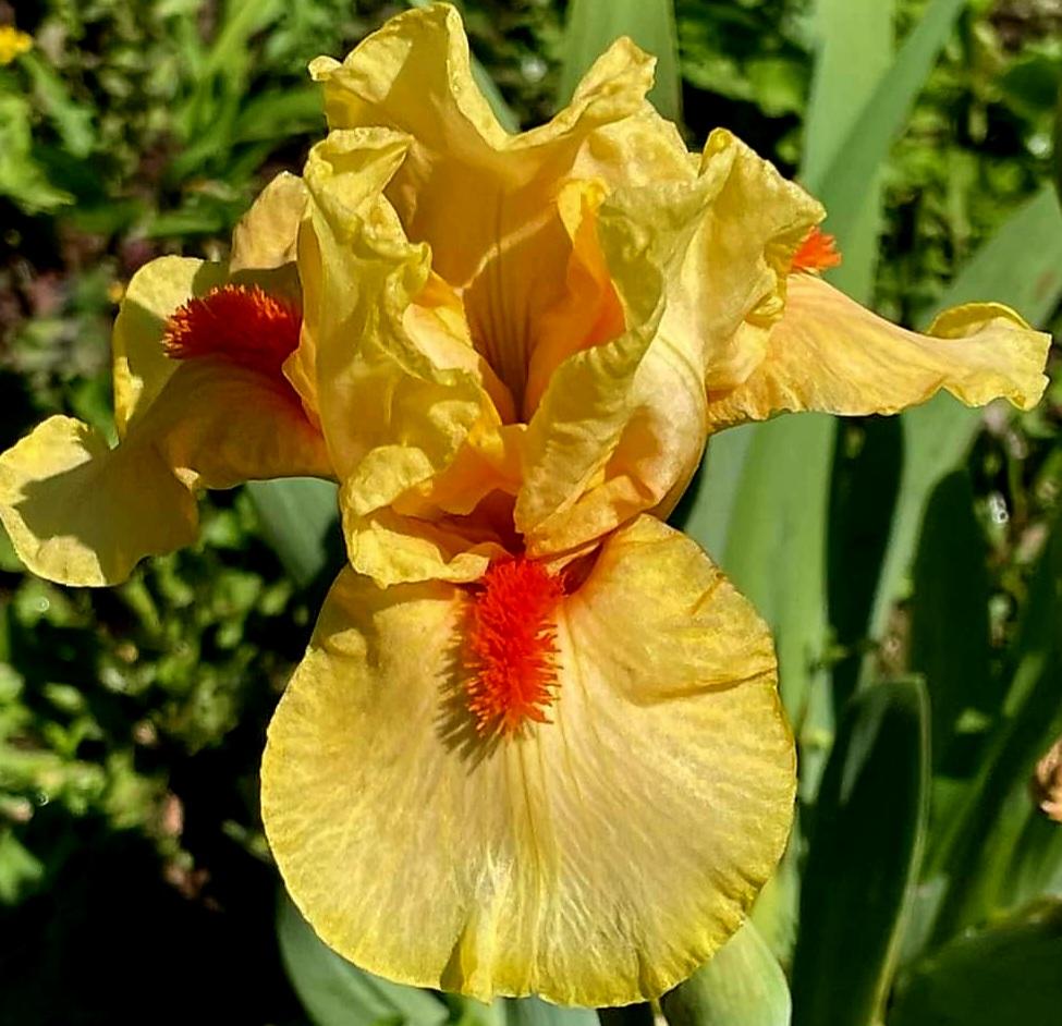 Photo of Intermediate Bearded Iris (Iris 'Alliteration') uploaded by gwhizz