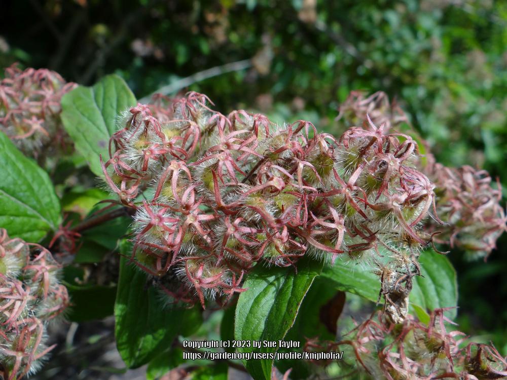 Photo of Beauty Bush (Kolkwitzia amabilis) uploaded by kniphofia
