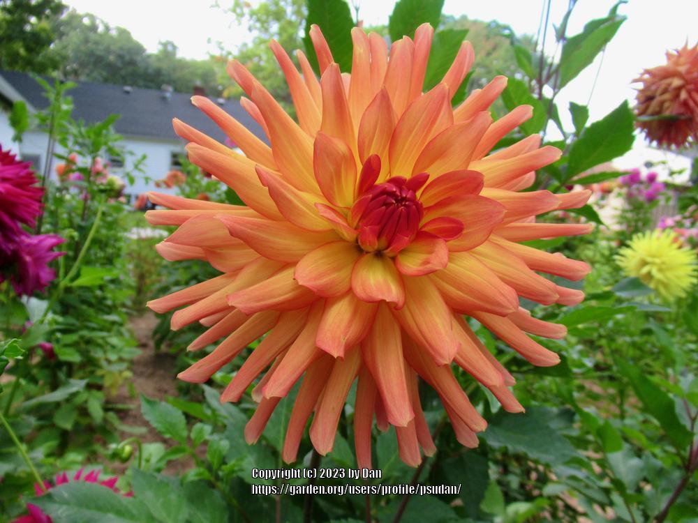 Photo of Dahlia 'Bloomquist Paxton P' uploaded by psudan