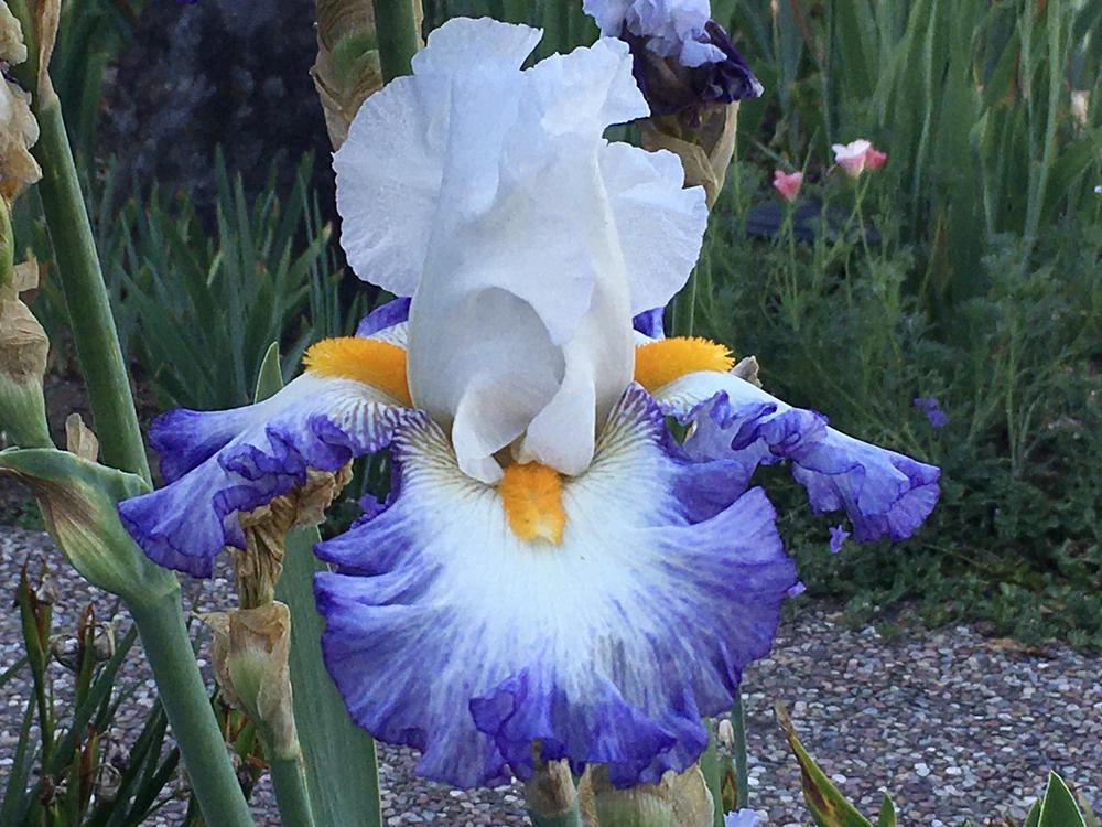 Photo of Tall Bearded Iris (Iris 'Brilliant Idea') uploaded by Neela