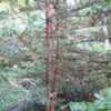 Dwarf Japanese Cypress. Is a rare split main trunk specimen. 26 y