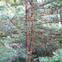 Location: Atlanta USA
Date: 2023-06-28
Dwarf Japanese Cypress. Is a rare split main trunk specimen. 26 y