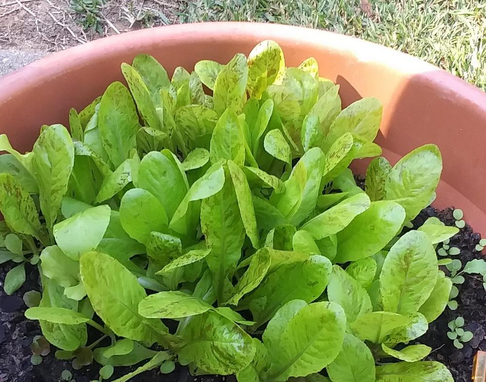 Photo of Lettuce (Lactuca sativa 'Forellenschluss') uploaded by TomatoNut95