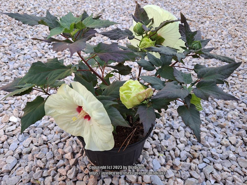 Photo of Hybrid Hardy Hibiscus (Hibiscus Summerific™ French Vanilla) uploaded by DraDiana