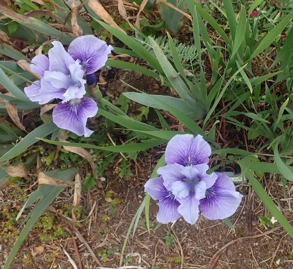 Photo of Siberian Iris (Iris 'Lady Walpole') uploaded by Vals_Garden