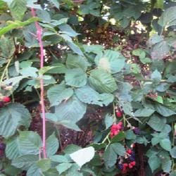 Location: Toronto, Ontario
Date: 2023-10-17
Blackberry (Rubus 'Black Satin') end of fruiting season.