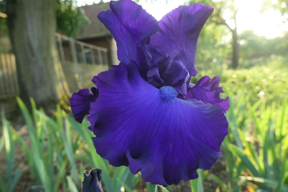 Photo of Tall Bearded Iris (Iris 'Bruce') uploaded by Caruso