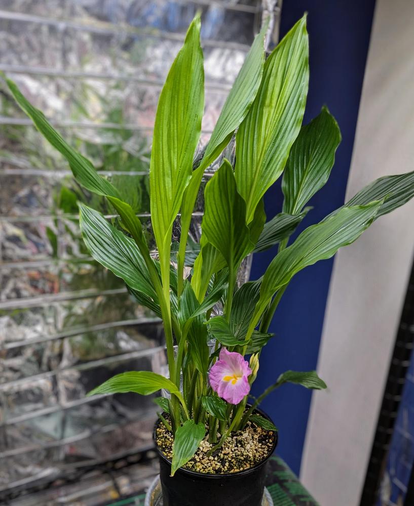 Photo of Pink Trumpet Ginger (Siphonochilus kirkii) uploaded by Joolie