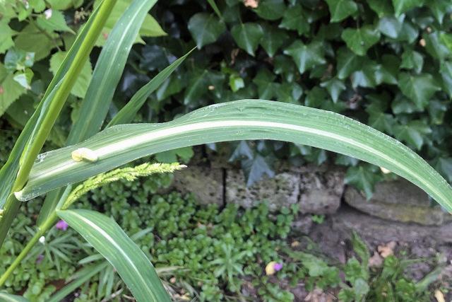 Photo of Barnyard Grass (Echinochloa crus-galli) uploaded by RuuddeBlock