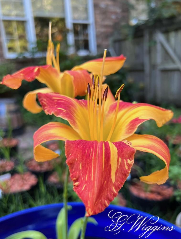 Photo of Daylily (Hemerocallis 'Explosion in the Paint Factory') uploaded by wigginsgg