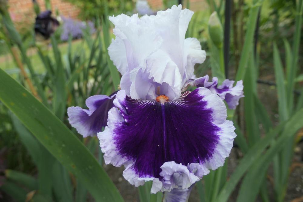 Photo of Tall Bearded Iris (Iris 'Daring Deception') uploaded by Caruso