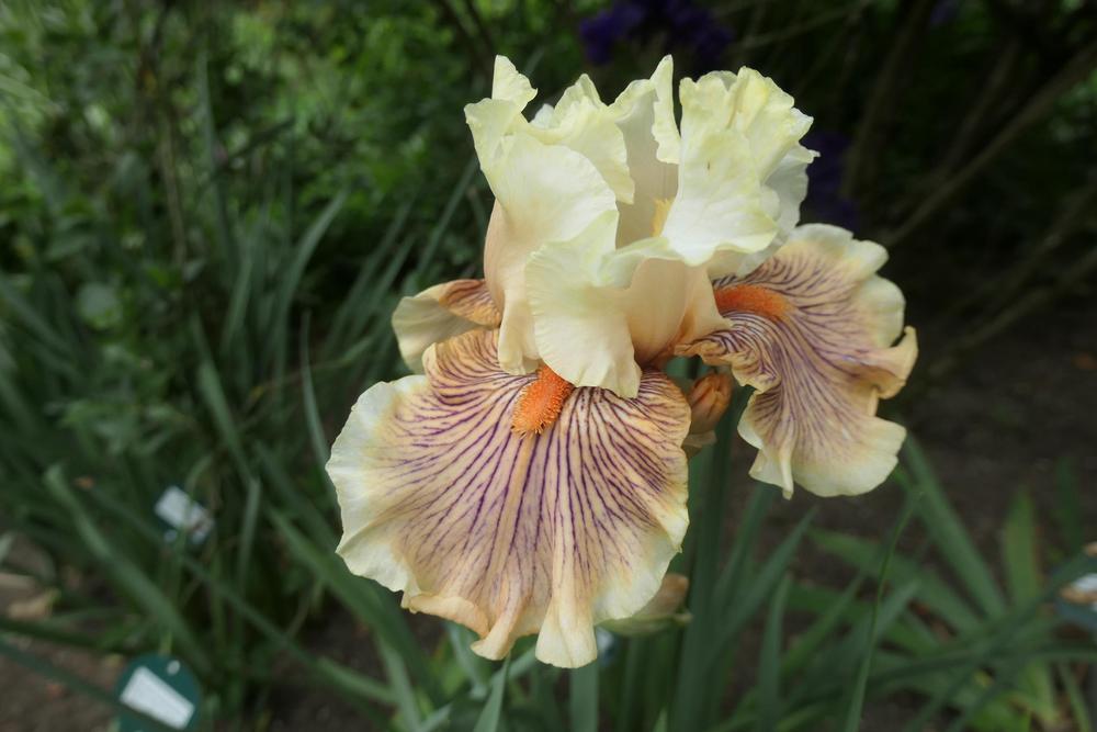 Photo of Tall Bearded Iris (Iris 'Escape from Boredom') uploaded by Caruso