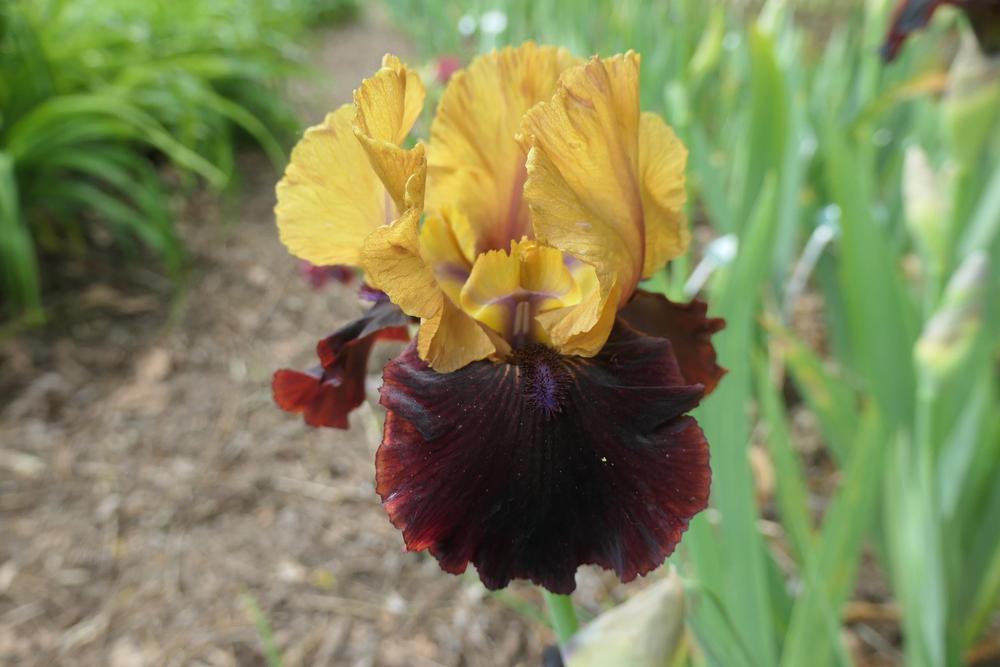 Photo of Intermediate Bearded Iris (Iris 'Eye Wonder') uploaded by Caruso