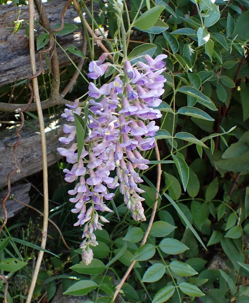 Photo of American Wisteria (Wisteria frutescens 'Blue Moon') uploaded by Vals_Garden