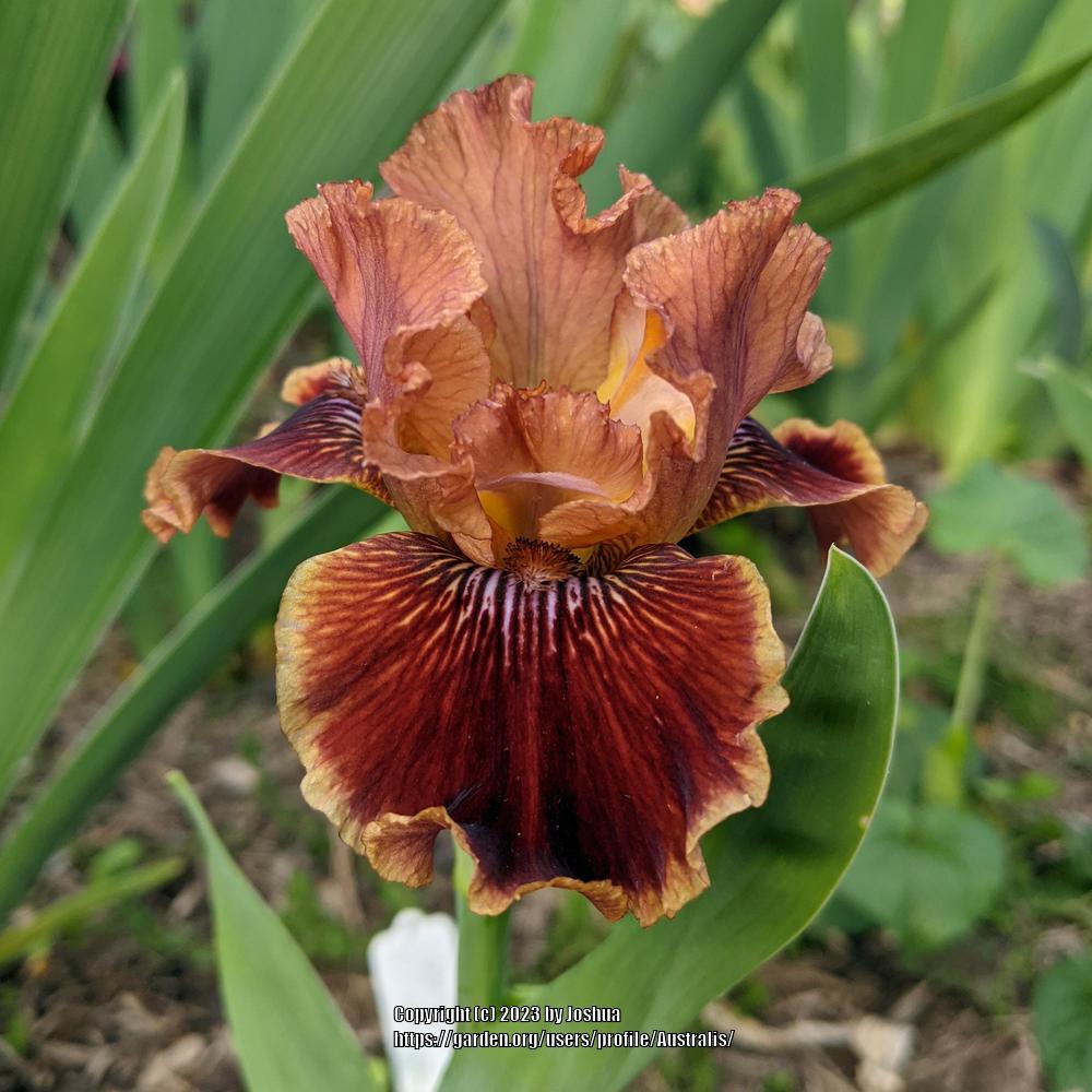 Photo of Intermediate Bearded Iris (Iris 'Uptown Fashion') uploaded by Australis