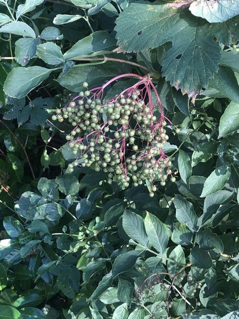Photo of Elderberry (Sambucus nigra) uploaded by RuuddeBlock