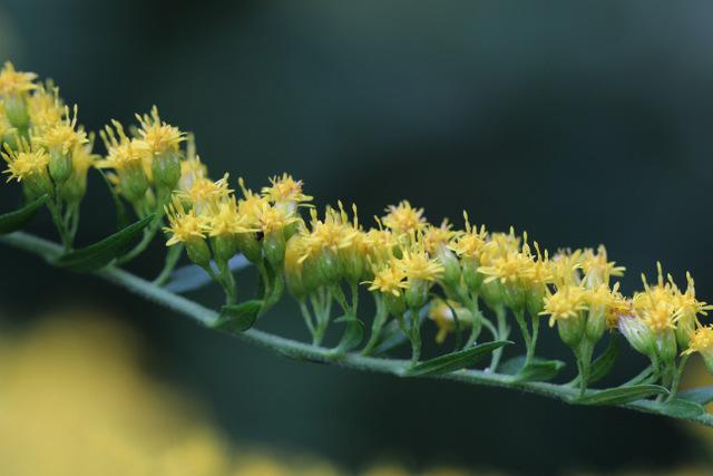 Photo of Goldenrod (Solidago canadensis) uploaded by RuuddeBlock