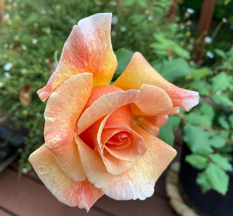 Photo of Rose (Rosa 'Fragrant Dream') uploaded by pmpauley