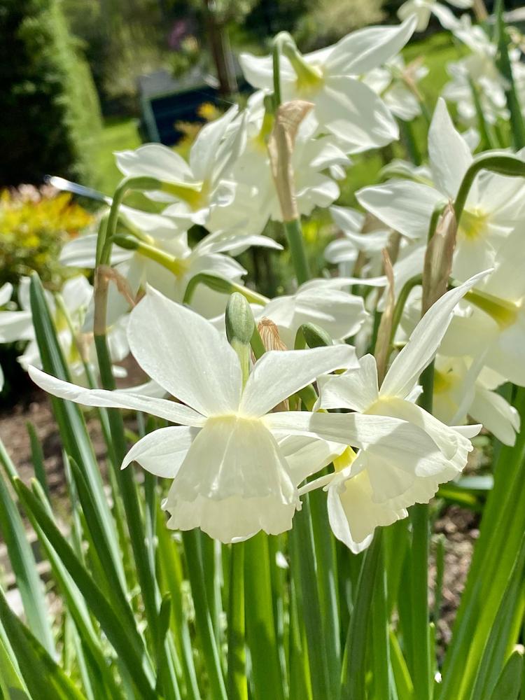 Photo of Triandrus Daffodil (Narcissus 'Thalia') uploaded by AngieVanIsld