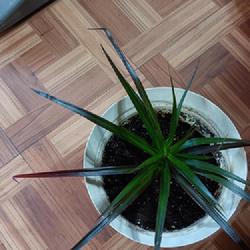 Location: My front room.
Date: 2023-10-25
Before identifying this plant I called it Mr. Spiky.