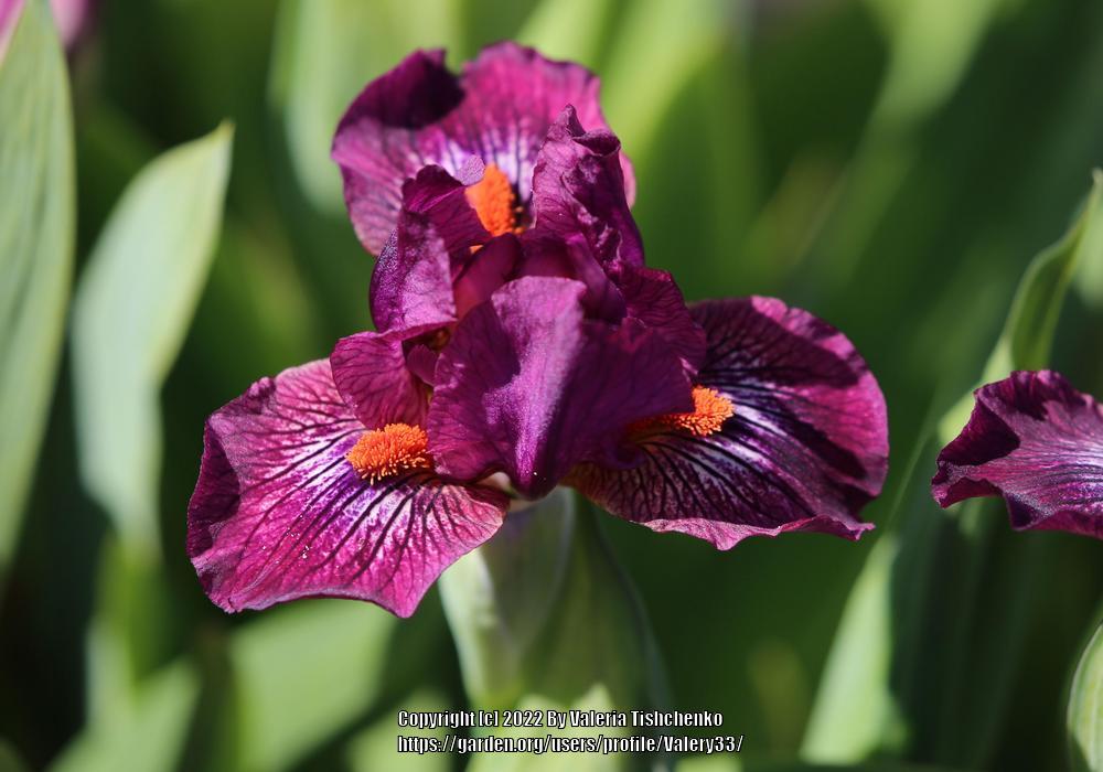 Photo of Standard Dwarf Bearded Iris (Iris 'Craisin') uploaded by Valery33