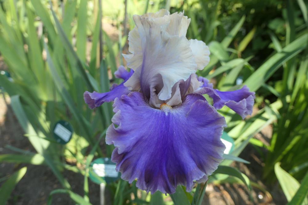 Photo of Tall Bearded Iris (Iris 'Highly Classified') uploaded by Caruso