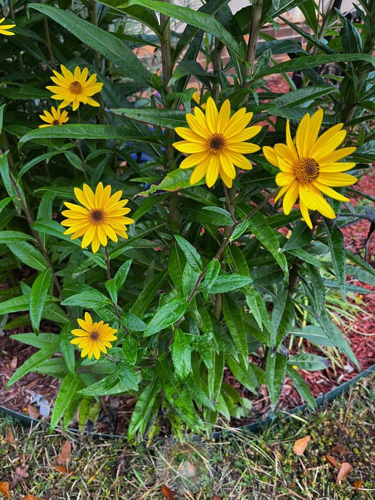 Photo of Swamp Sunflower (Helianthus angustifolius) uploaded by Hamwild