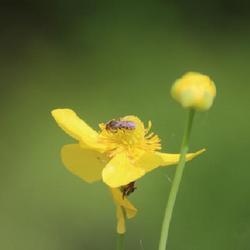 Location: Hortus Lapidarius
Date: 2023-07-20
The bee is a Lasioglossum species