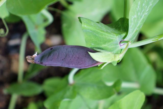 Photo of Peas (Lathyrus oleraceus) uploaded by RuuddeBlock