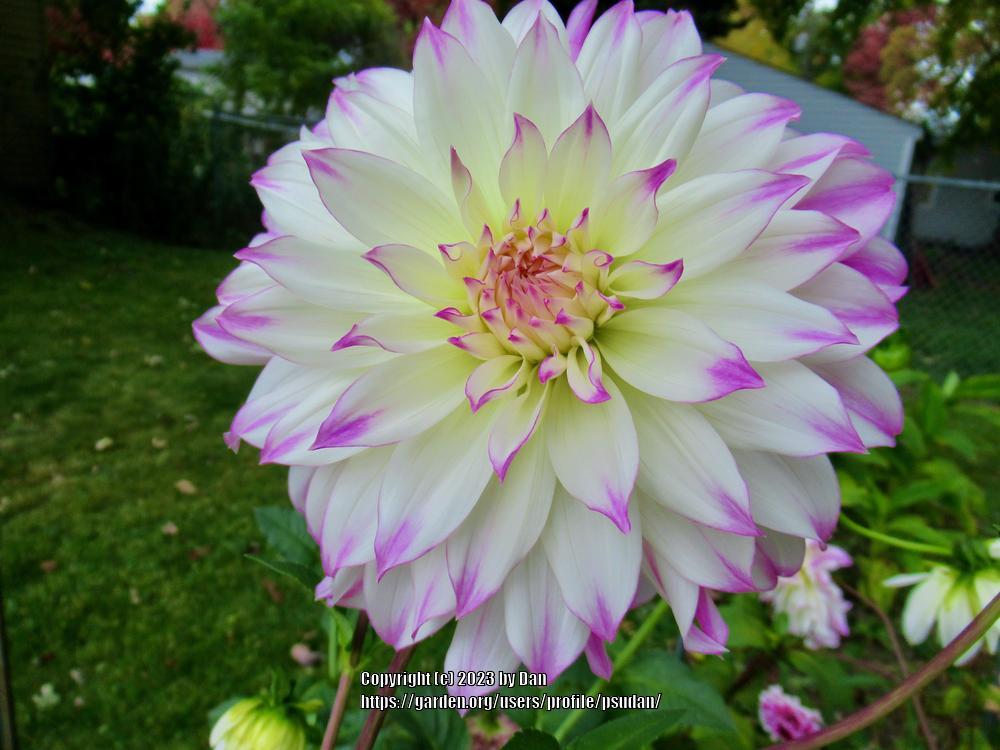 Photo of Dahlia 'Ferncliff Illusion' uploaded by psudan