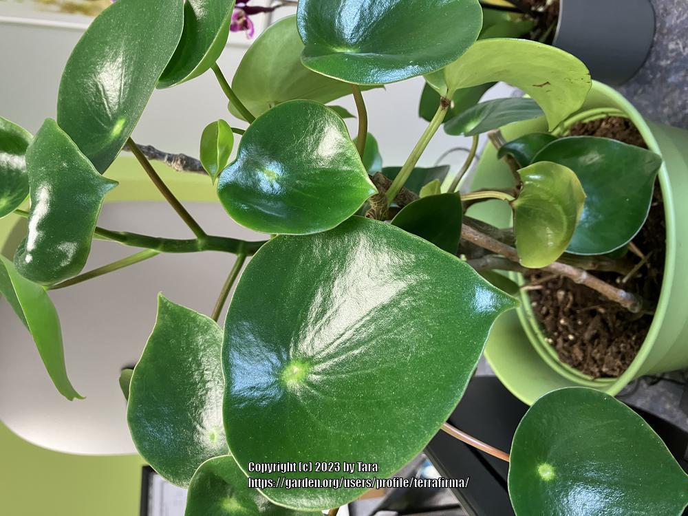 Photo of Coin Leaf Peperomia (Peperomia polybotrya) uploaded by terrafirma