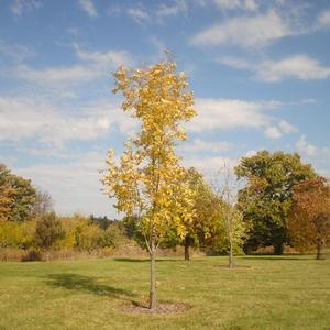 newly planted tree from several years before in fall color