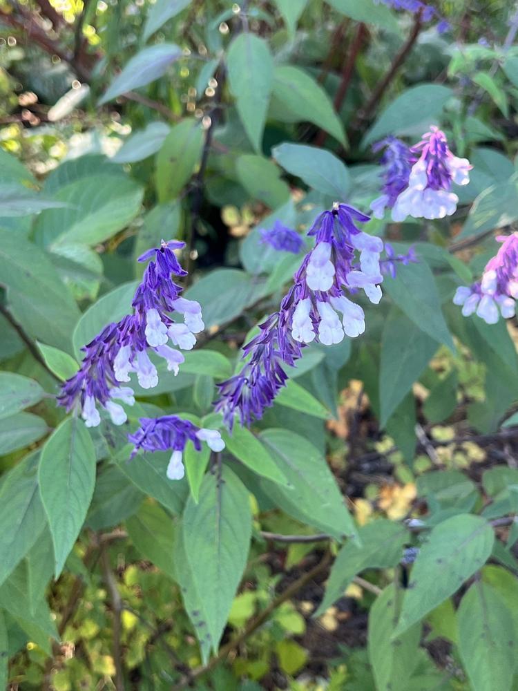 Photo of Sage (Salvia 'Phyllis Fancy') uploaded by bxncbx