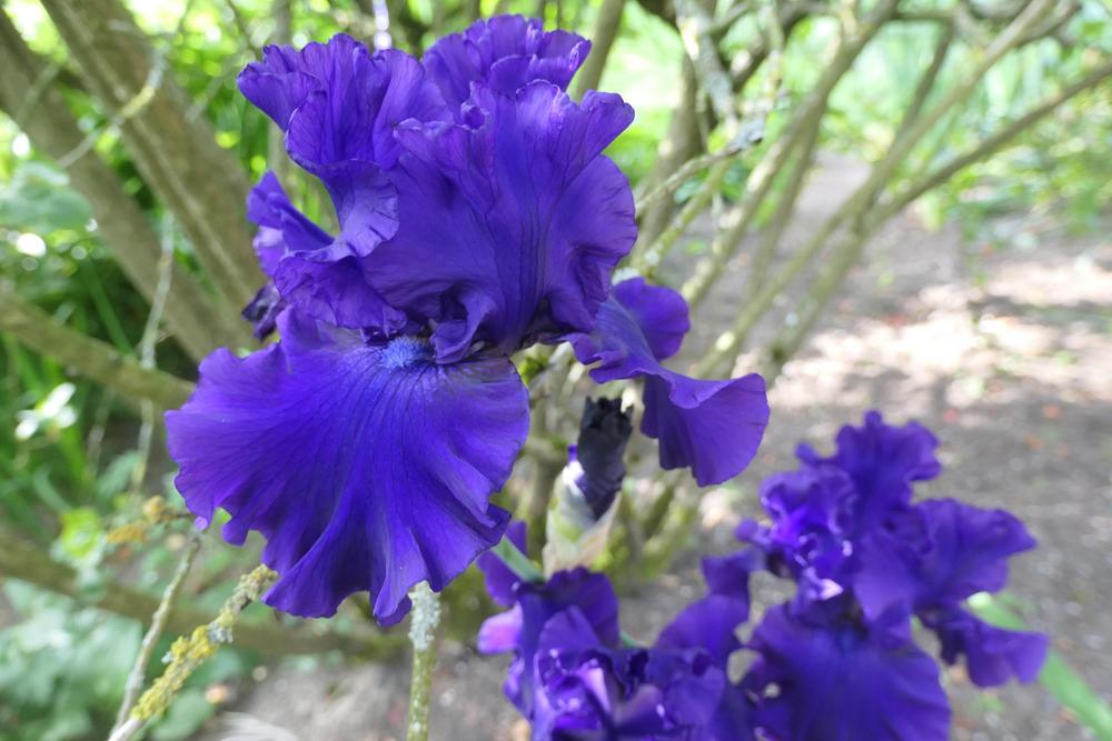 Photo of Tall Bearded Iris (Iris 'Royalty Remembered') uploaded by Caruso