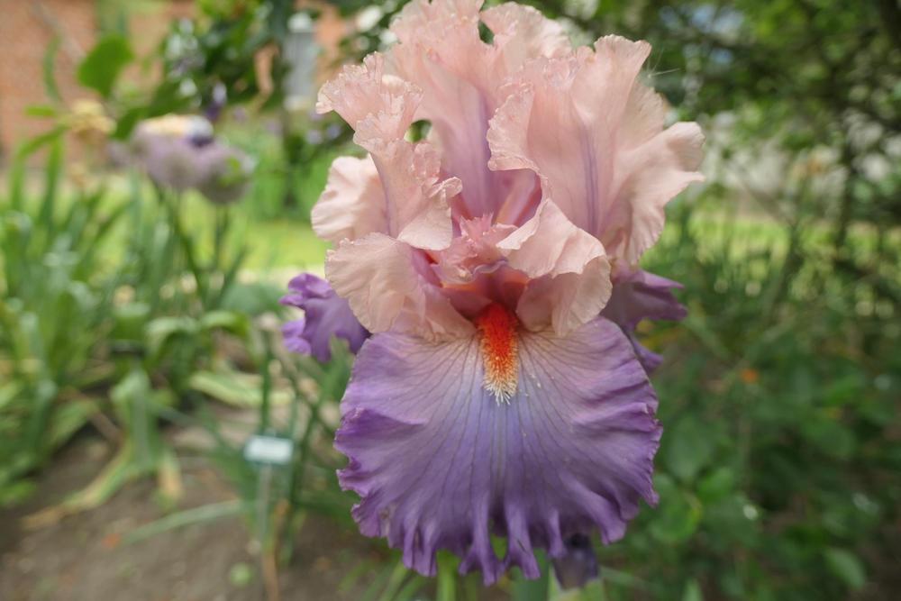 Photo of Tall Bearded Iris (Iris 'Marrying Kind') uploaded by Caruso