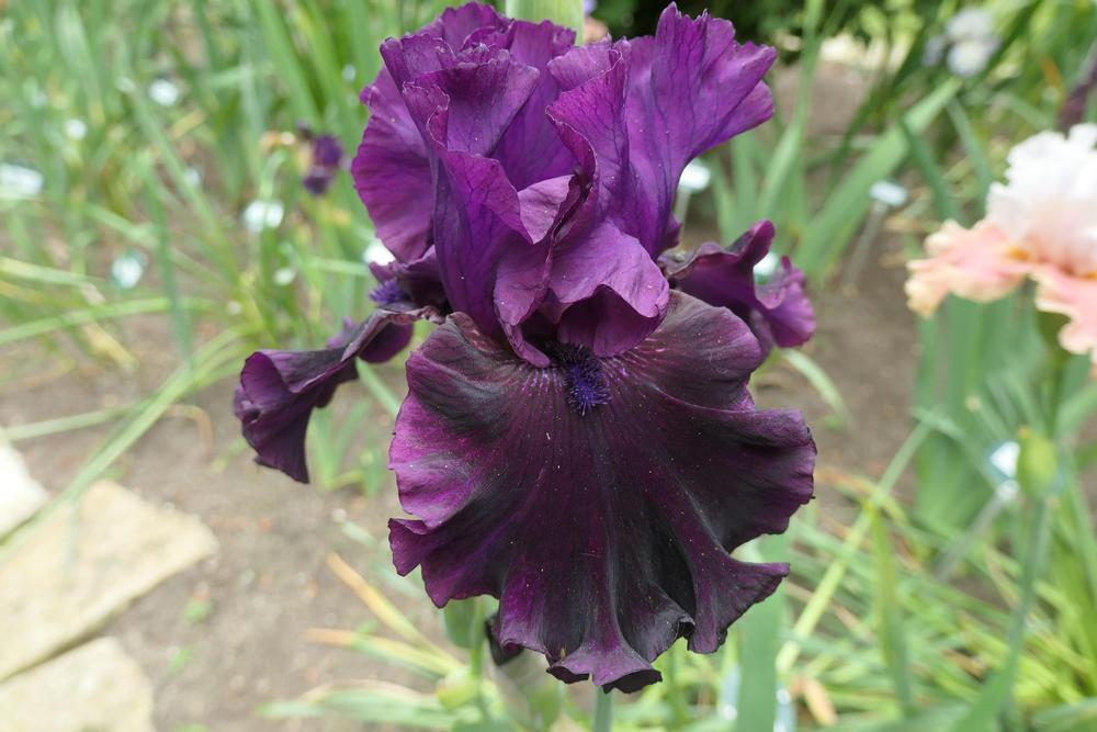 Photo of Tall Bearded Iris (Iris 'Purple Punch') uploaded by Caruso