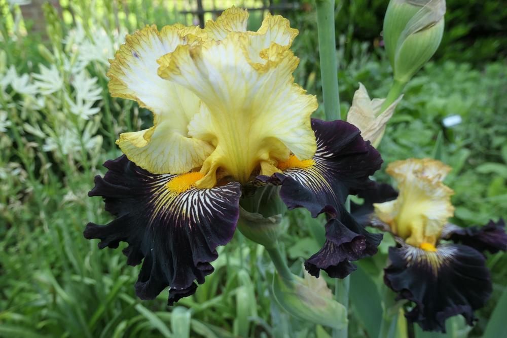 Photo of Tall Bearded Iris (Iris 'Reckless Abandon') uploaded by Caruso