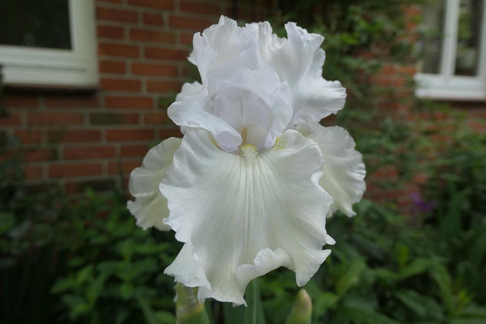 Photo of Tall Bearded Iris (Iris 'Madeira Belle') uploaded by Caruso