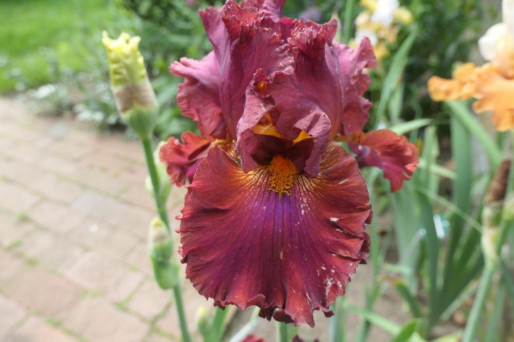 Photo of Tall Bearded Iris (Iris 'Ready for My Closeup') uploaded by Caruso