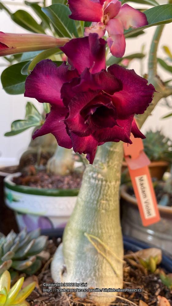 Photo of Desert Rose (Adenium 'Madam Violet') uploaded by GigiAdeniumPlumeria