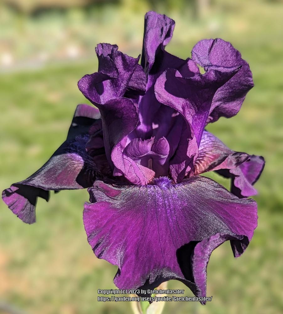 Photo of Tall Bearded Iris (Iris 'Rosalie Figge') uploaded by Gretchenlasater