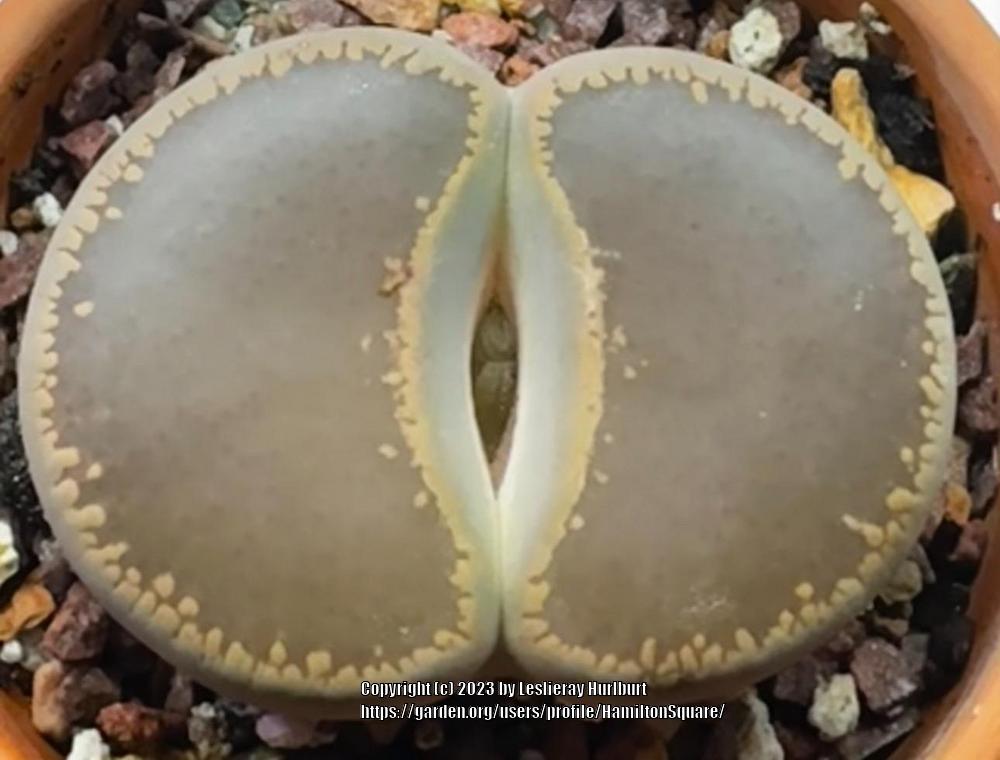 Photo of Living stones (Lithops aucampiae subsp. aucampiae) uploaded by HamiltonSquare