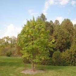Location: Morton Arboretum in Lisle, Illinois
Date: 2023-10-24
a maturing small tree starting to get a tinge of yellow fall colo