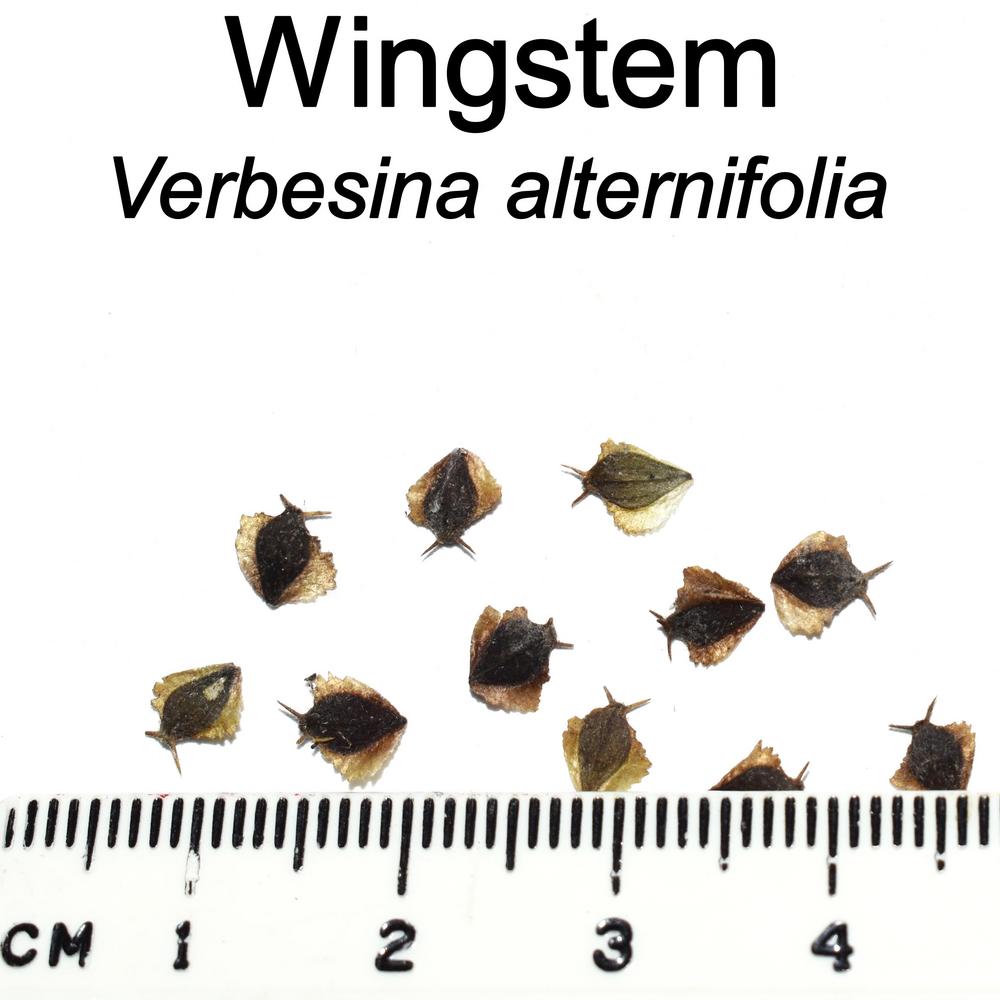 Photo of Wingstem (Verbesina alternifolia) uploaded by mmolyson