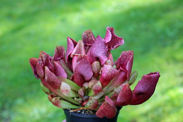 Photo of Parrot pitcherplant (Sarracenia psittacina) uploaded by RuuddeBlock